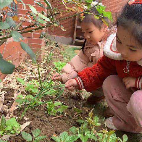 西瓜班第七周周报告——芽的美食