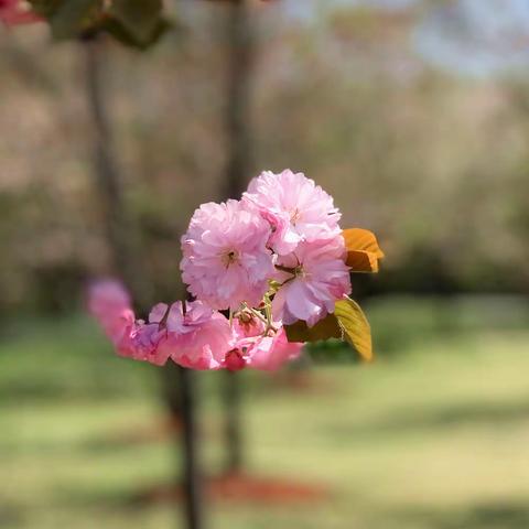 上海旅游景点十七：顾村公园的晚樱