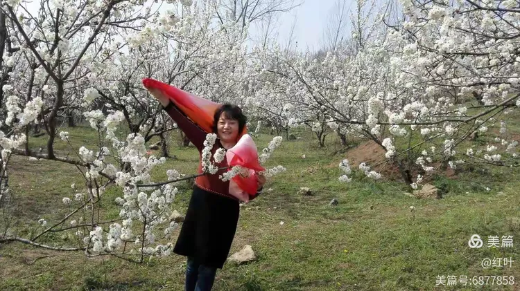 红叶樱花果实能吃吗图片
