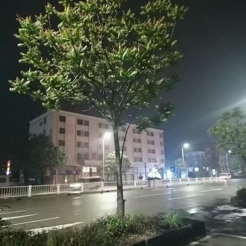 雨伞与道旁树