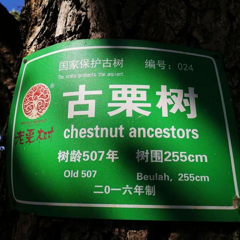 北京怀柔渤海镇“明清古栗园”