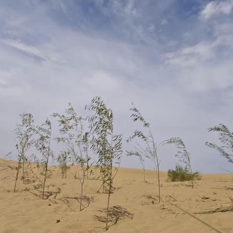 冲出库布齐（下）