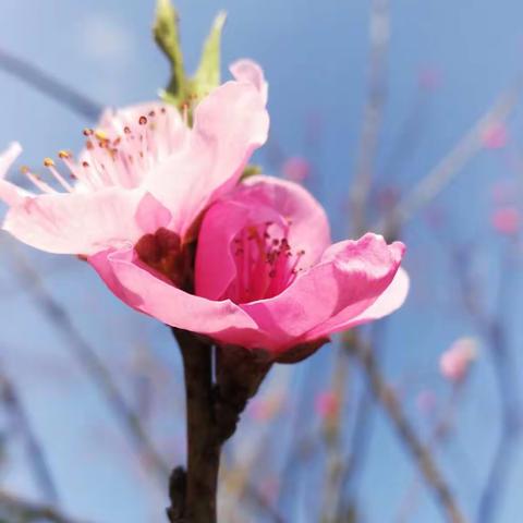 桃花依旧笑春风