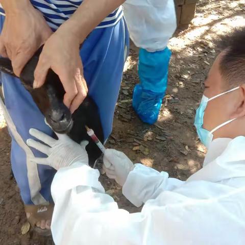 七坊镇圆满完成2023年省秋季重大动物疫病防控工作迎检