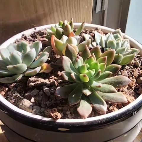 关于孩子成长心理的感悟