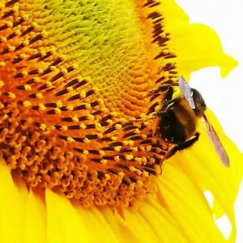 超越自己 ______记单骑四马桥镇魏家村看葵花