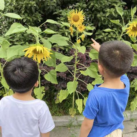 再见，我的幼儿园