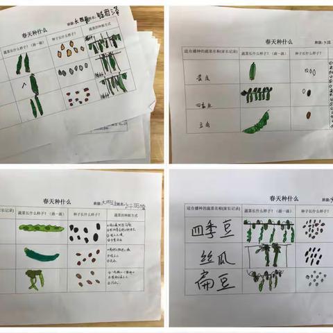 “苗儿”在成长                                                    ——四季豆的成长故事（大四班）