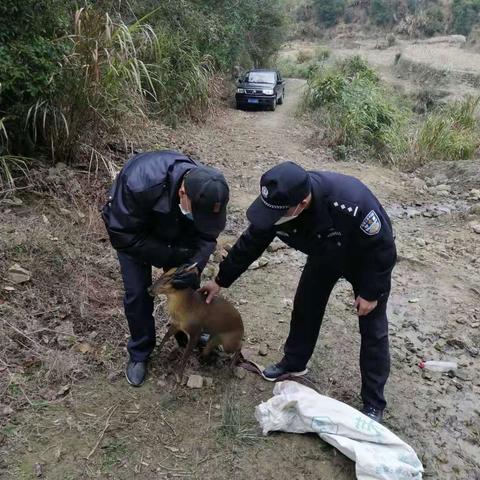 【风展红旗如画】建宁县林业执法大队开出史上最大的猎捕野生动物的行政处罚单