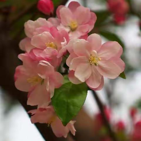 线上教学共成长，守得春花开满园——记马场学校教师线上教学