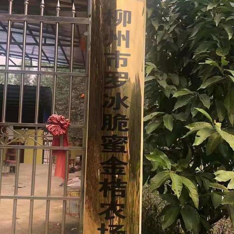 脆蜜金桔甜蜜来袭👏