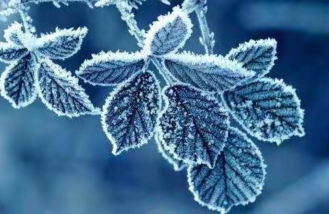 革坂小学第八周工作汇报