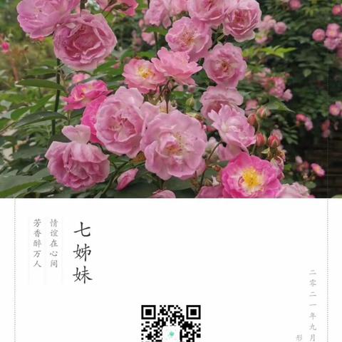 天易中学2103班赵曼霖生物作业《形色识花》让我们一起认识更多的植物吧！