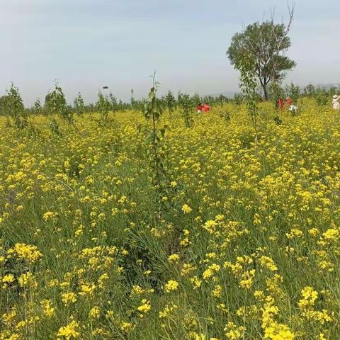 晋中什贴农业园油菜花田