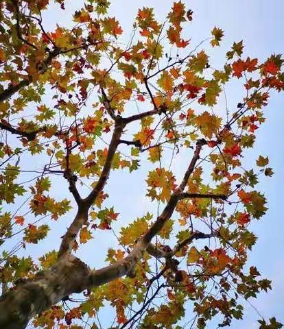 教育路上同行致远——华实片区四年级数学现场研讨活动