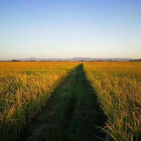 借力专家指导 助推教学提升——华阳实验小学四年级数学教研组活动
