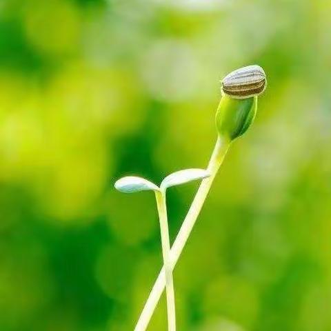 大爱校园 春暖花开——记弘景教育集团五数组第2次集备活动