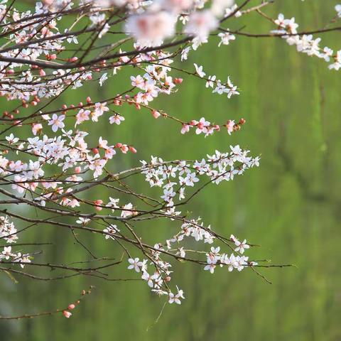 阳春三月   宅家不闲