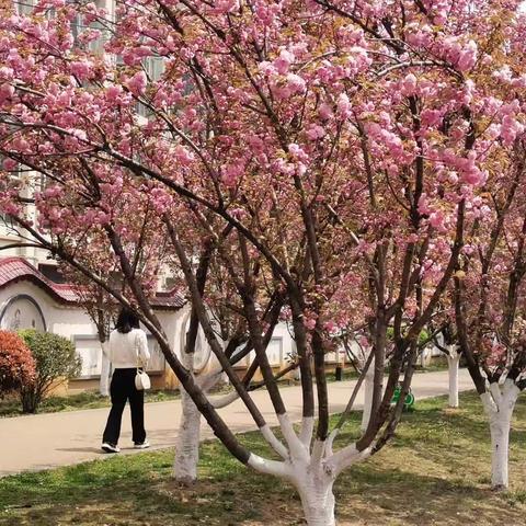 六盘水水城河畔十里樱花音乐美篇