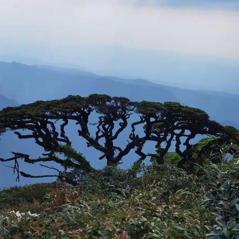 202205打卡圣堂山——万亩变色杜鹃开了