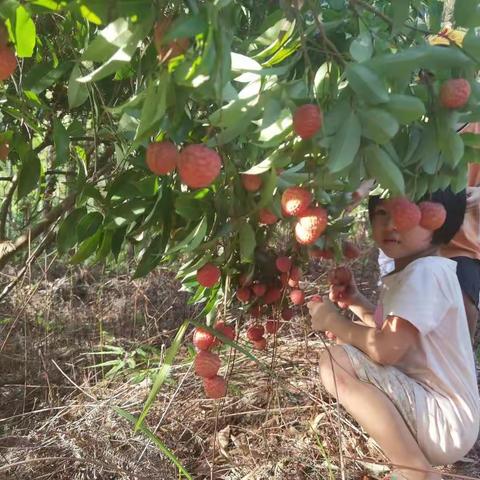202106广西灵山摘荔枝