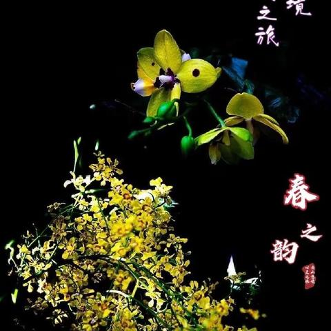 好花知时节音画散文