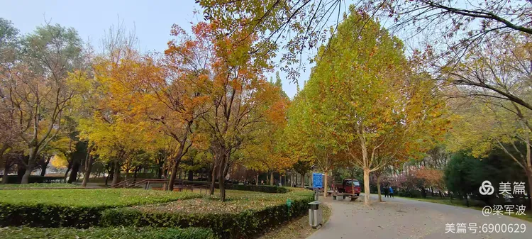 元宝枫树的图片