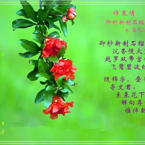 名花之外俏西施
