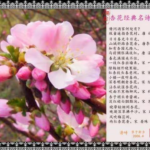 名花之外杏花艳