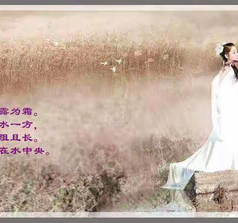 诗意芦花