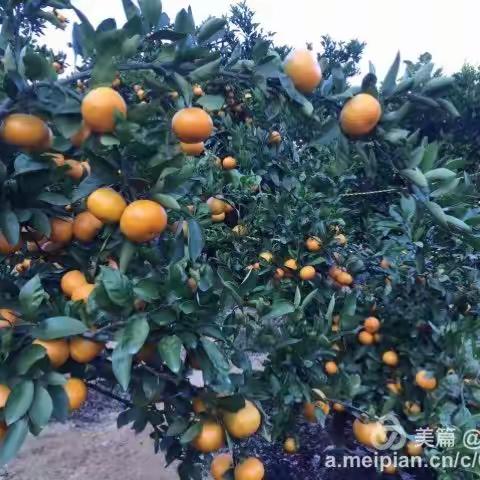 金秋品🍊有田桔、赏🍁紅葉渓庭園、BBQ黑潮市场、洗♨️黑潮海边温泉