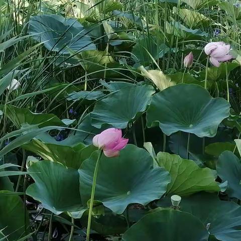 荷花映碧池-赤峰红山公园