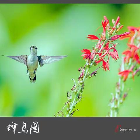 蜂鳥拍攝