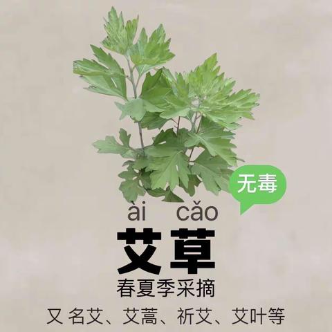 二十四节气课程故事——《青青艾草 悠悠艾香》