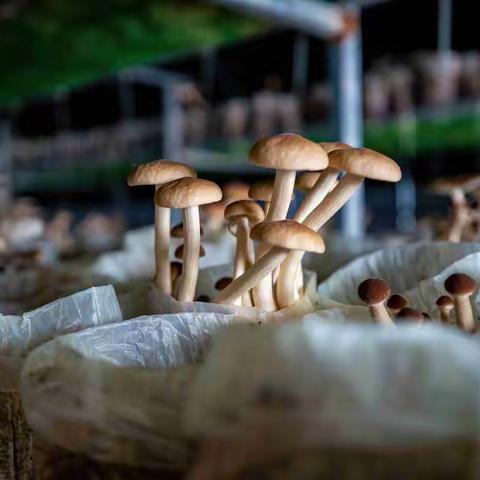 聚焦产业精准，突出脱贫效益，镇安县探索135产业扶贫路径——苏陕协作赴镇安支农日志