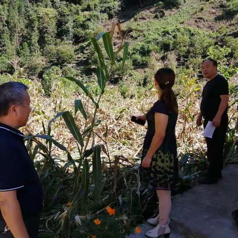 开展农业生产防灾减灾救灾工作——苏陕扶贫协作赴镇安支农日志