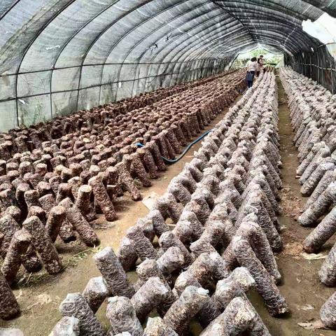 产业兴旺助力乡村振兴——开展2020年度蚕桑、食用菌产业扶贫项目抽验工作纪实