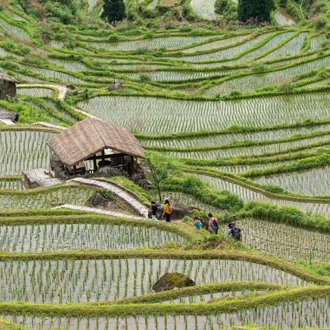 云和梯田似画卷  青山绿水秀江南