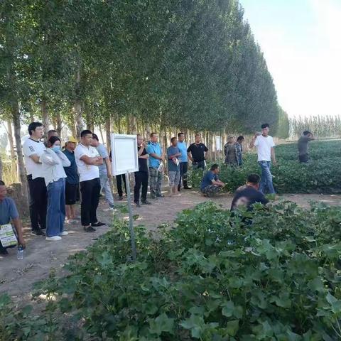 芳草湖农场三十连召开棉花打顶现场会