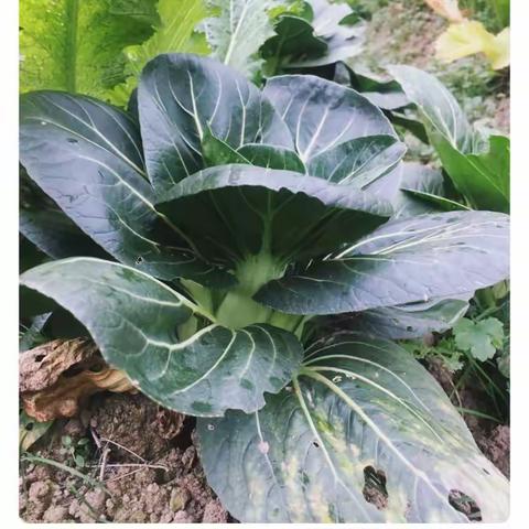 “绿”满春天，播种希望——荧屏幼儿园种植园活动纪实