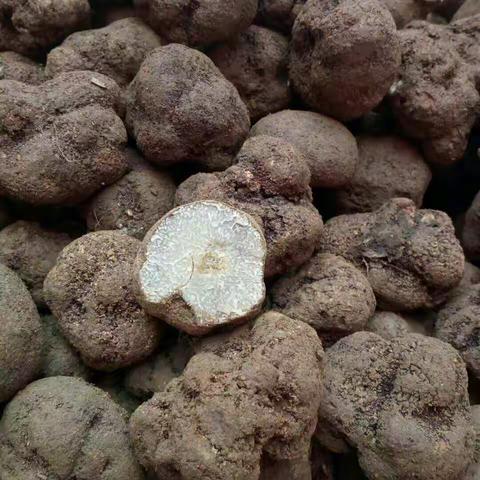 黑松露的功效和营养价值