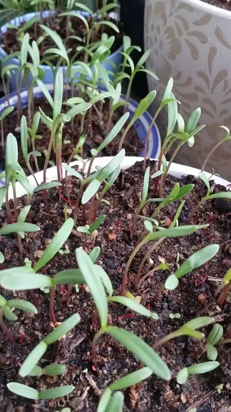 我家有苗初长成