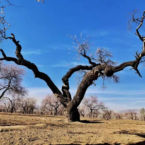 胜日寻芳杏花村   偷得浮生一日闲