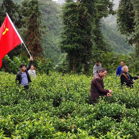 正安格林镇：一片御香园一村致富宝