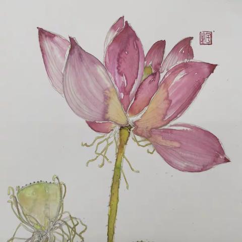 邓晓南工笔荷花撞色作品，画于大明湖畔中央美院山东艺术教育中心