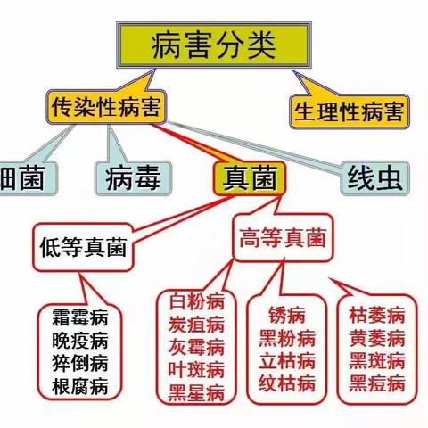 农作物病害诊断口诀：“八看六问十三，查