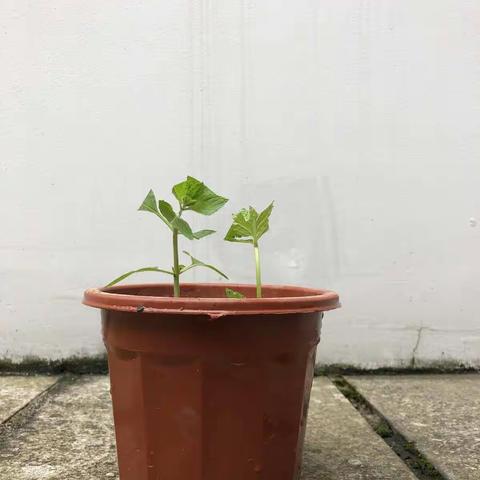 生活随笔之薄荷（一）