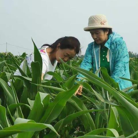 骄阳酷暑挡不住科技特派员开展帮扶活动的脚步——邯郸市科技特派员在行动