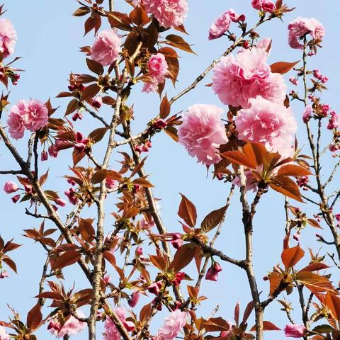 课题若春色 尽赏必芬芳               ——夷陵区指向核心素养的初中美术欣赏评述领域课堂教学模式研究进行时