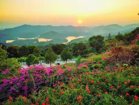 秋意浓浓花正红